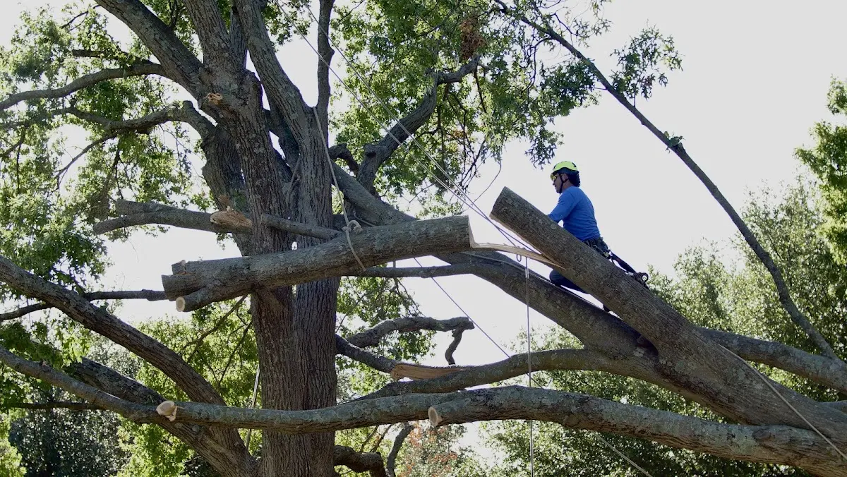 Professional Hazardous Tree Removal performed by certified arborists in Loretto