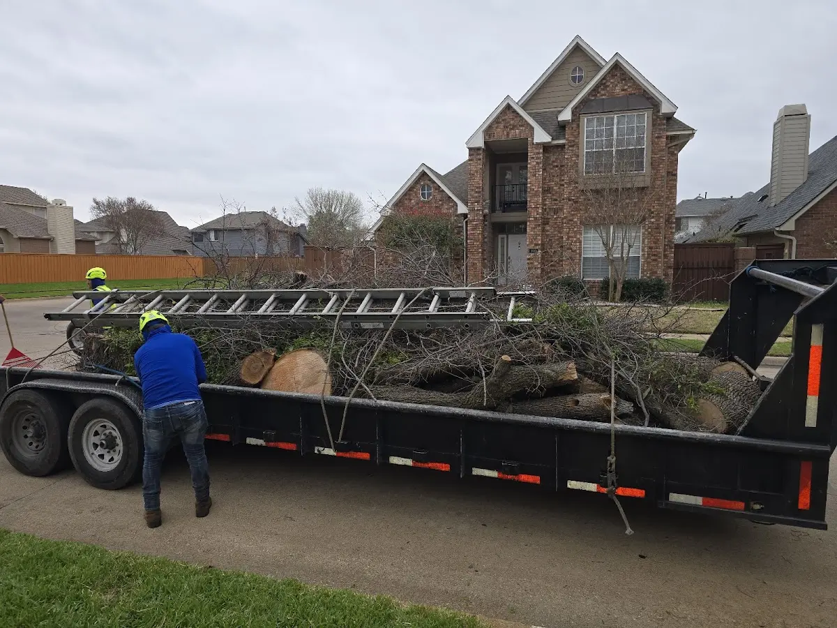 Expert Tree Removal with proper safety equipment in Loretto